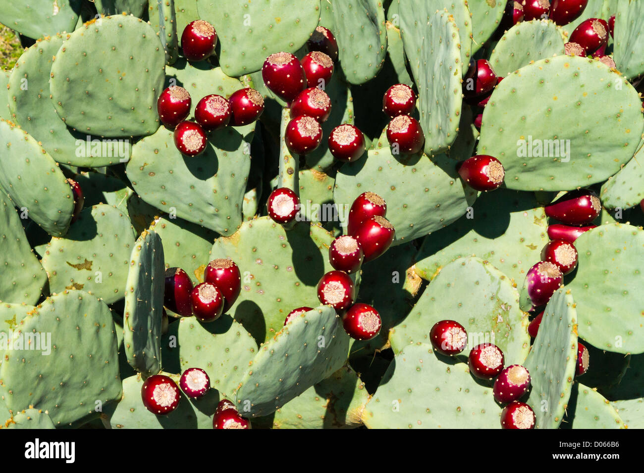 Feigenkaktus Stockfoto