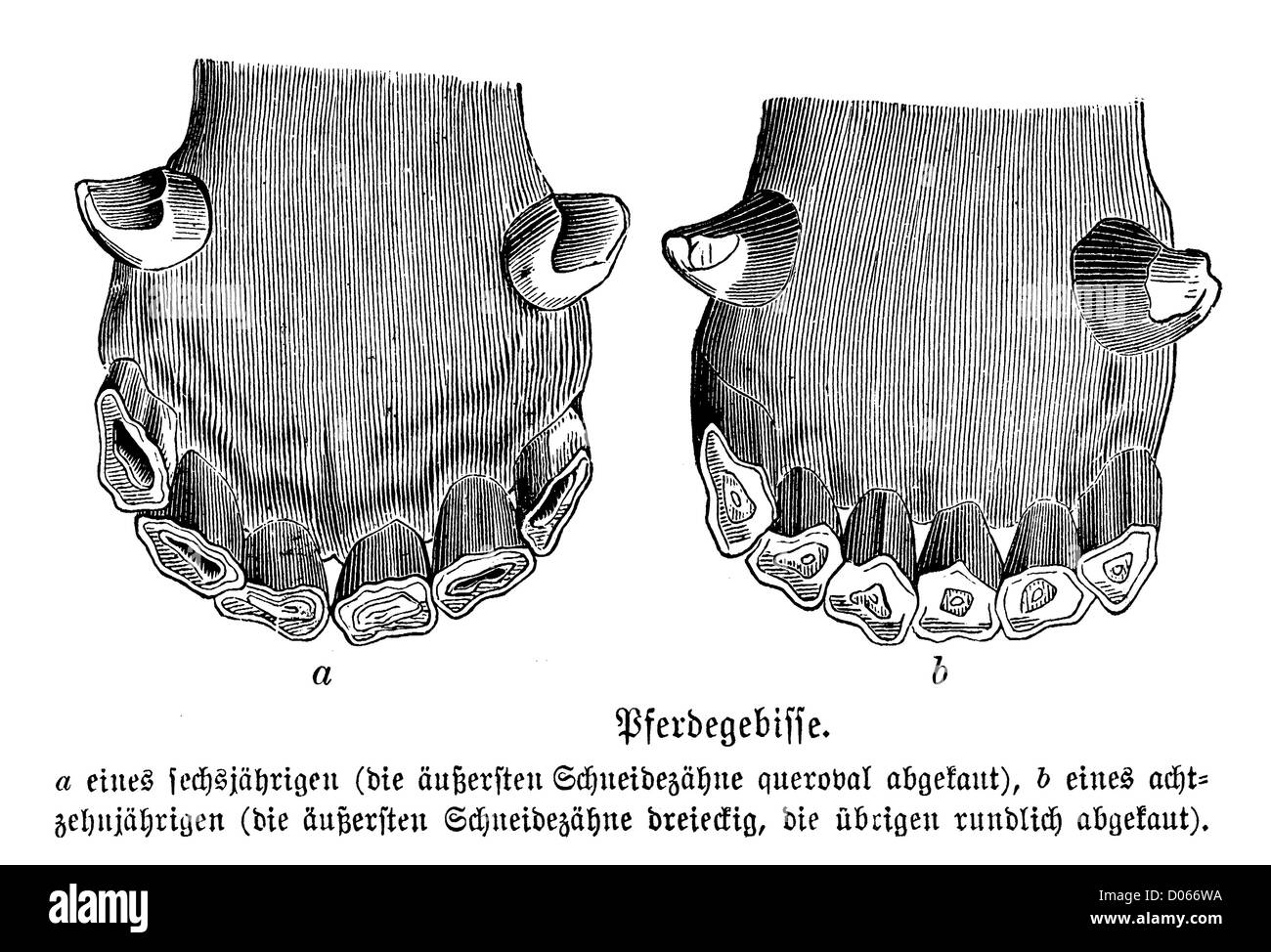 Pferd: entsprechend Stockfoto