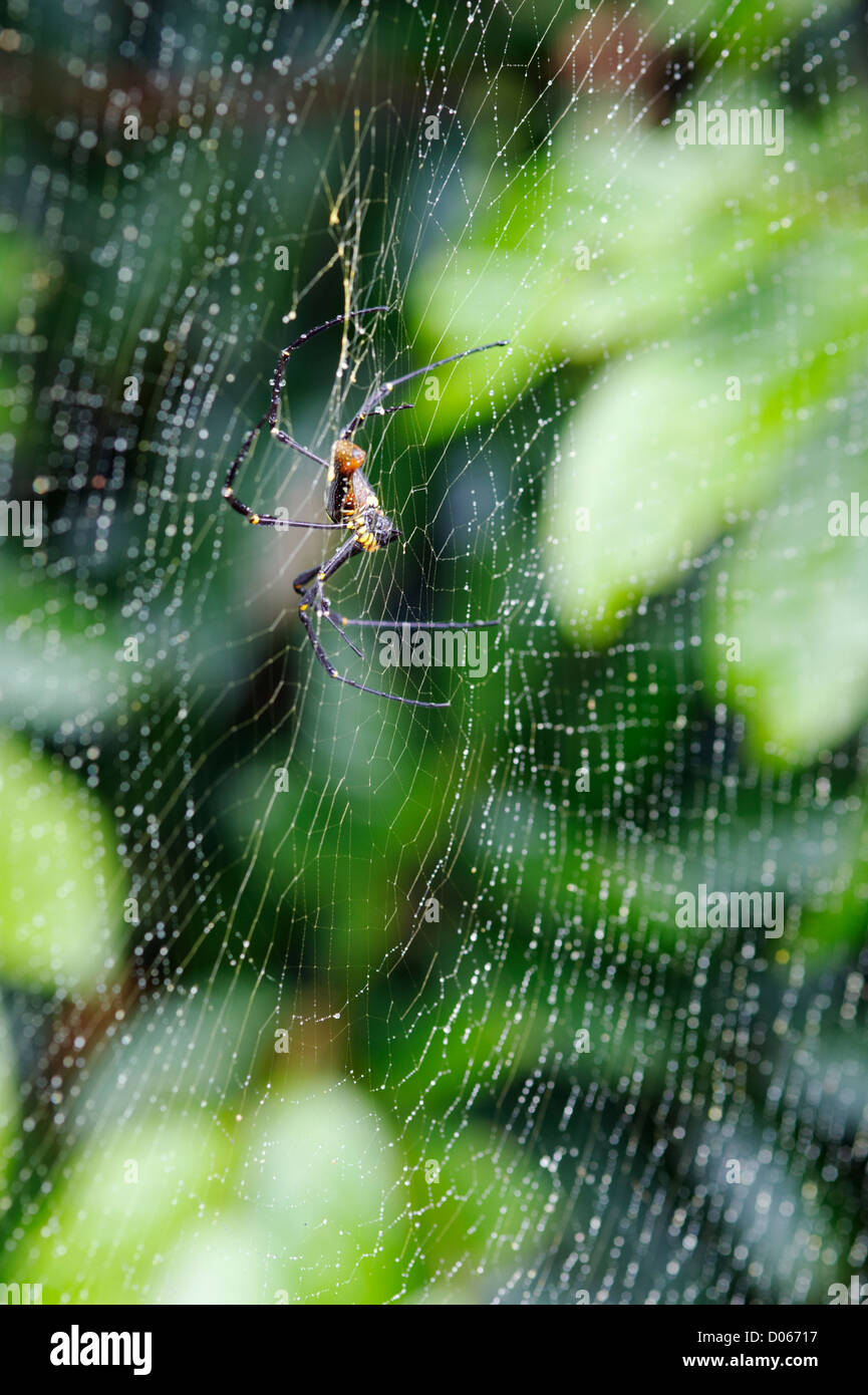 Orb Spider auf Web, Rainforest Discovery Centre, Sandakan, Borneo Stockfoto