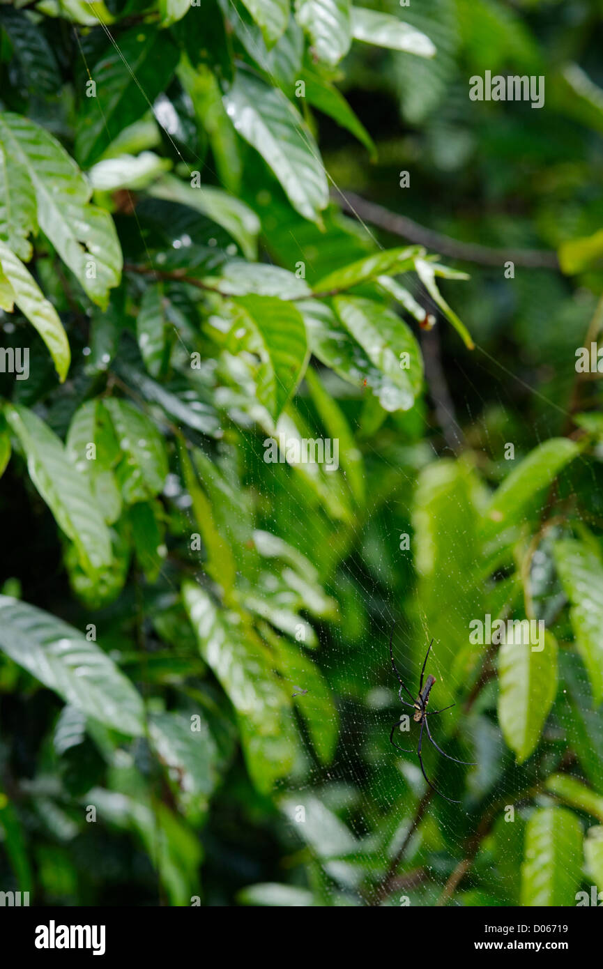 Orb Spider auf Web, Rainforest Discovery Centre, Sandakan, Borneo Stockfoto