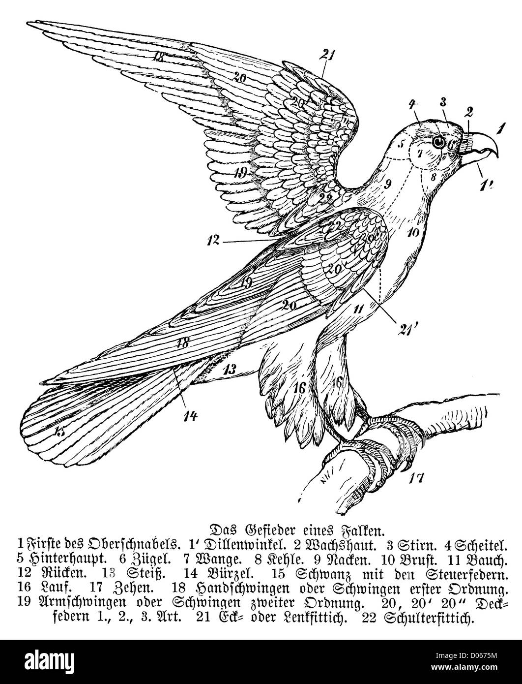 Hawk: Gefieder Stockfoto