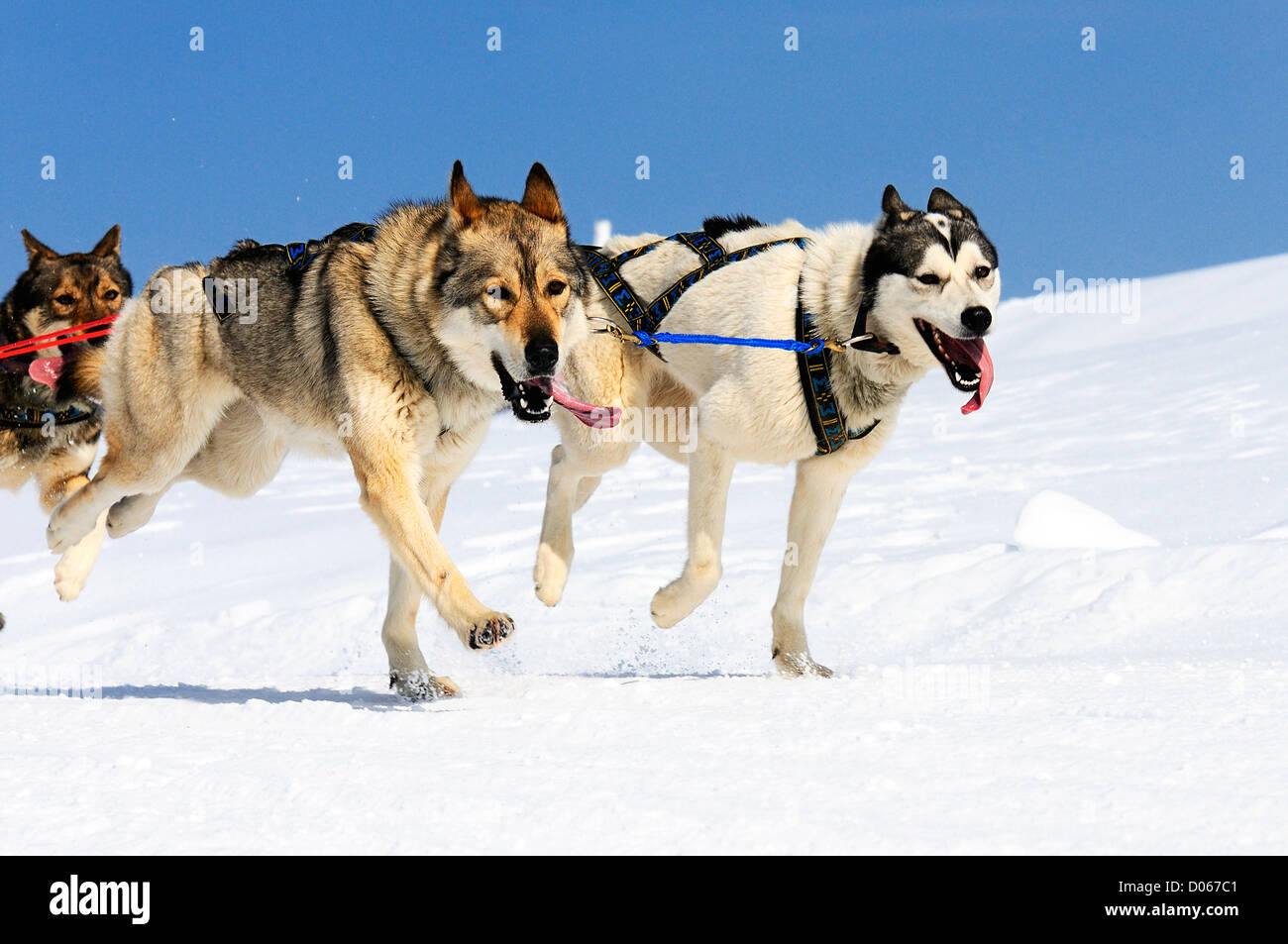 sportliche Hunde-Team läuft im Schnee Stockfoto