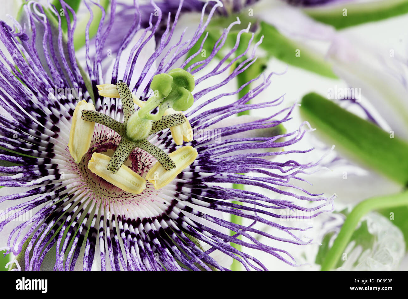Extreme Nahaufnahme von eine schöne weiße und violette Passionsblume. Stockfoto