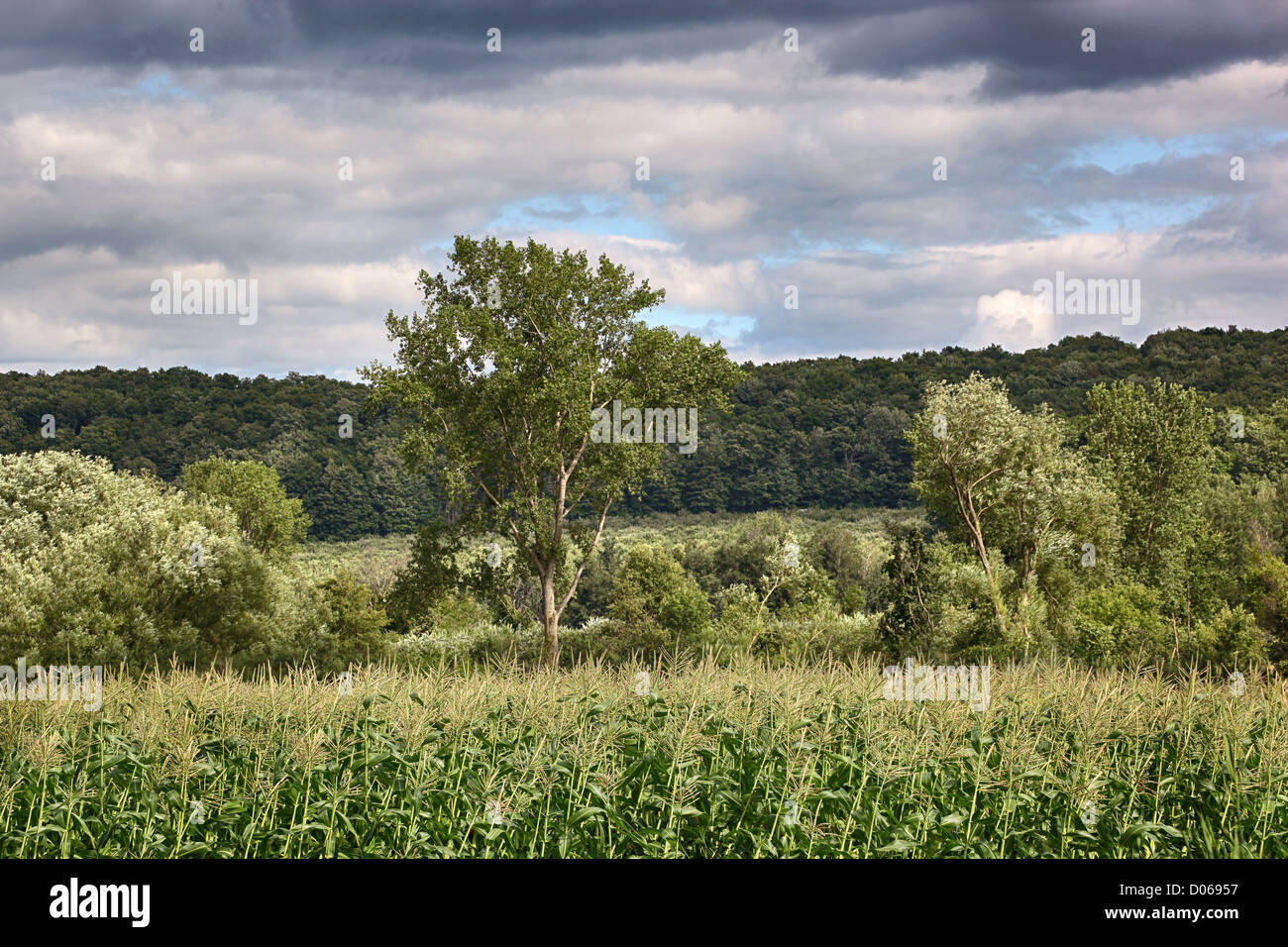 Mais-Feld an einem windigen Tag mit Wald im Hintergrund Stockfoto