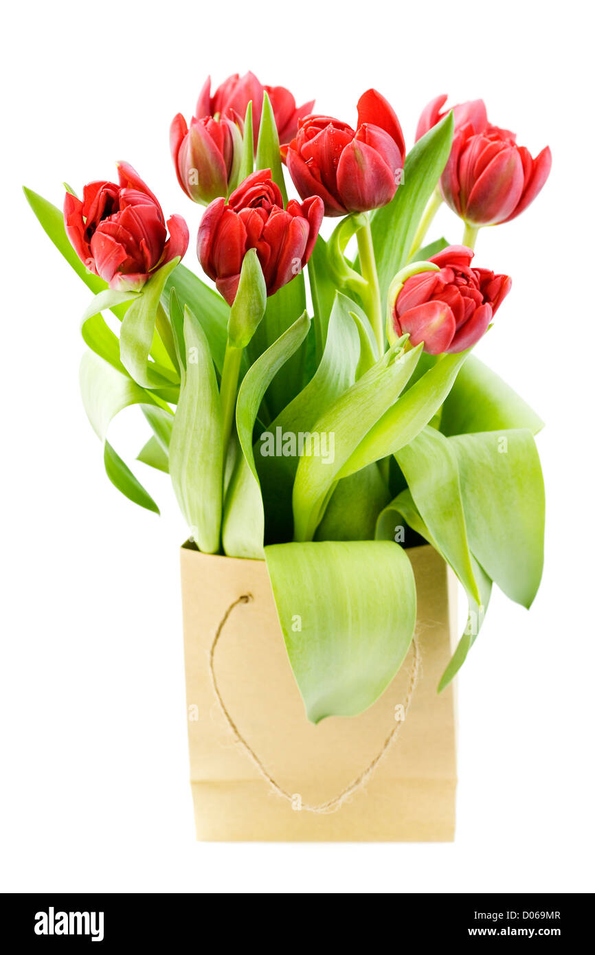 frische Tulpen auf weißem Hintergrund Stockfoto