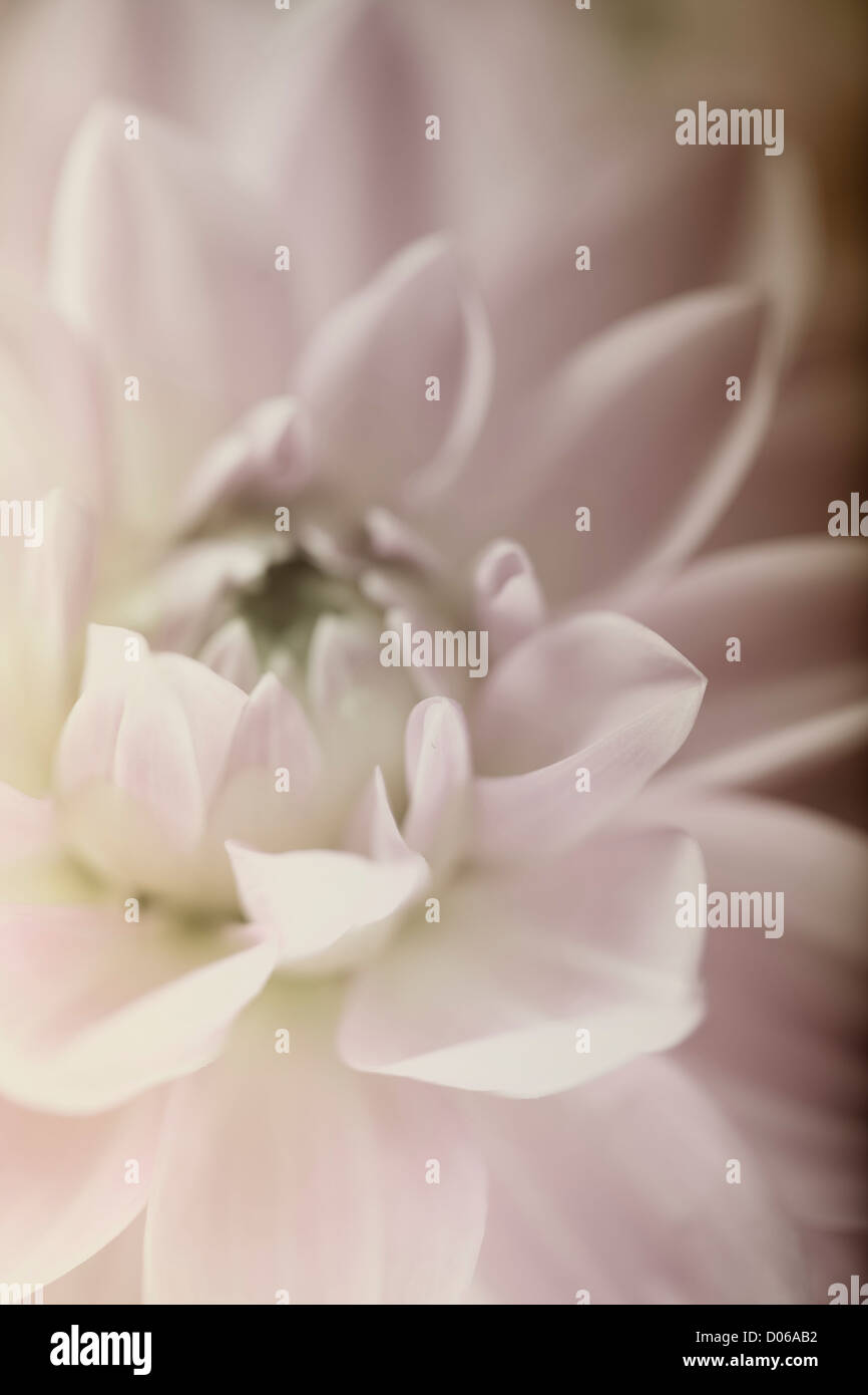 Blume im Sepia-Ton, sehr flachen Fokus Stockfoto