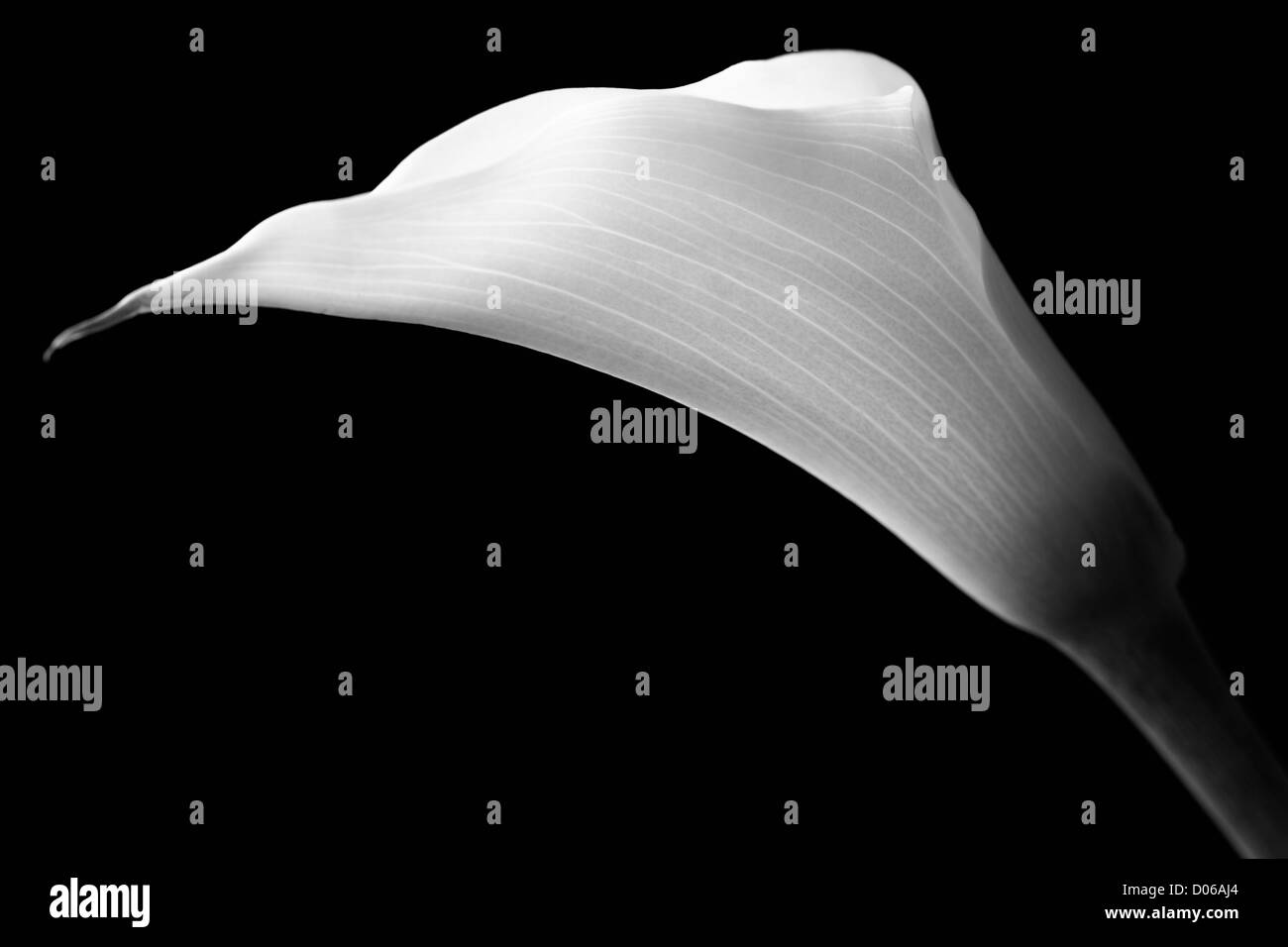 Weißen Calla mit eleganten Kurven isoliert auf schwarz Stockfoto