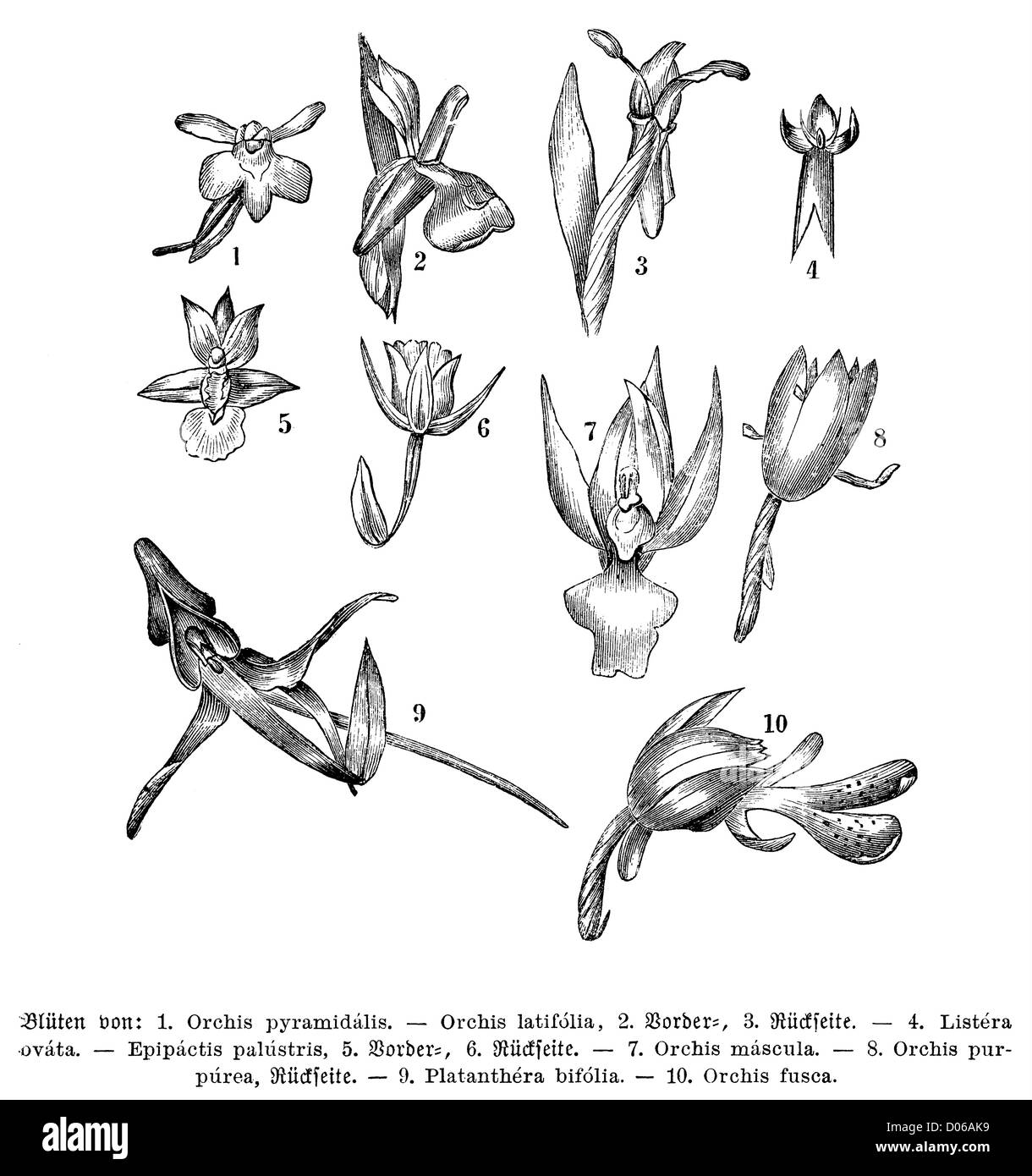 Orchidee blüht Stockfoto