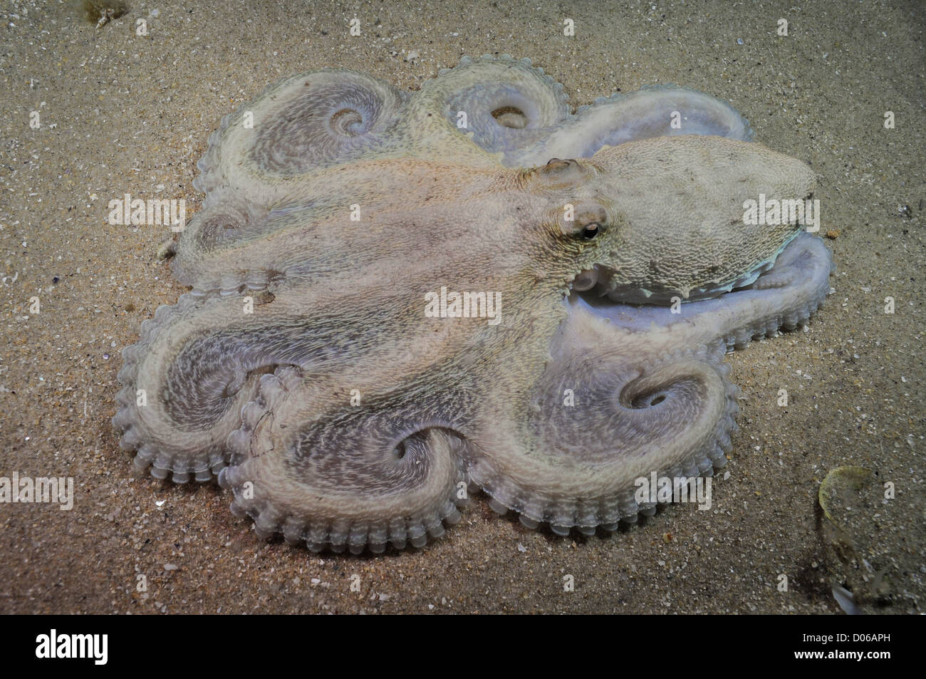 Südlichen gekielt Octopus. Stockfoto