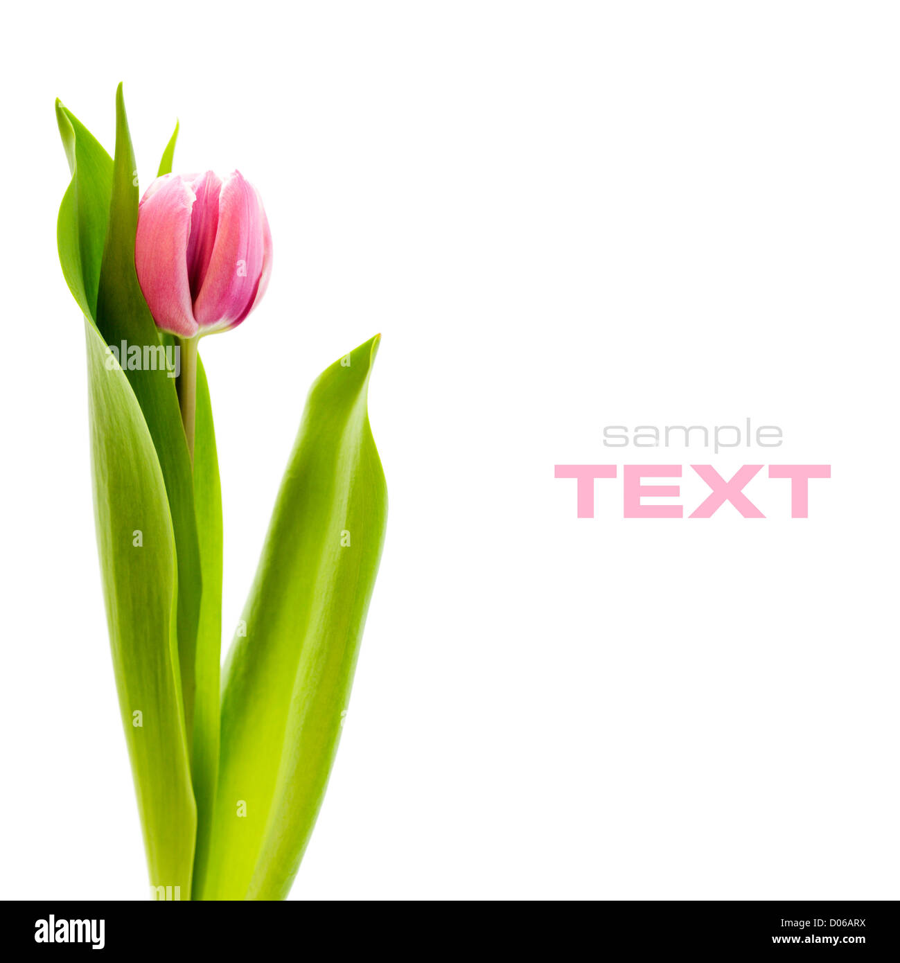 frische Tulpe auf weißem Hintergrund Stockfoto