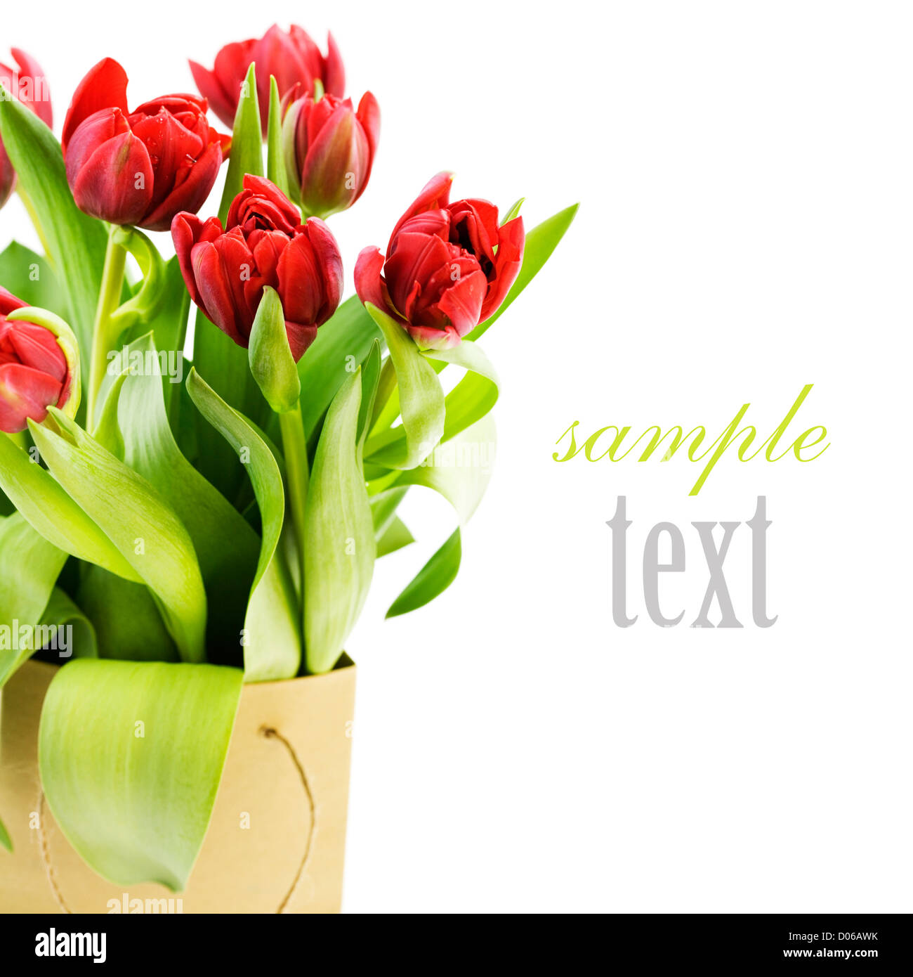 frische Tulpen Stockfoto