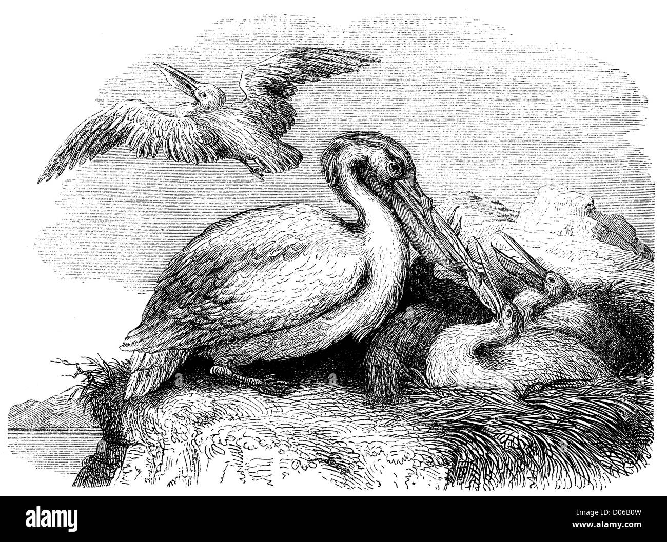 Pelikan Nest Stockfoto