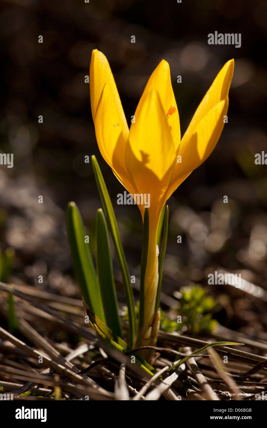 Eine gelbe Feder Krokus, Crocus Chrysanthus in Blüte, Nordwest-Griechenland. Stockfoto