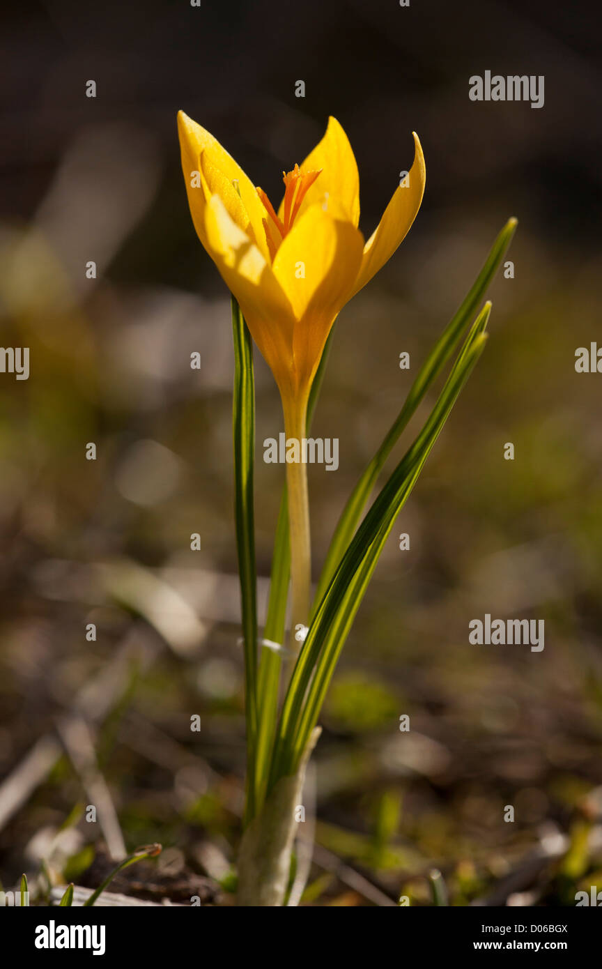 Eine gelbe Feder Krokus, Crocus Chrysanthus in Blüte, Nordwest-Griechenland. Stockfoto