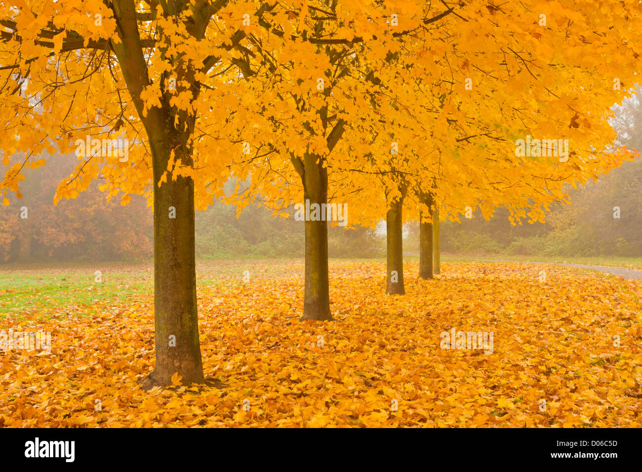 Misty Sycamore Tree Avenue im Herbst, Long Eaton, Nottingham, England, GB, UK, EU Stockfoto