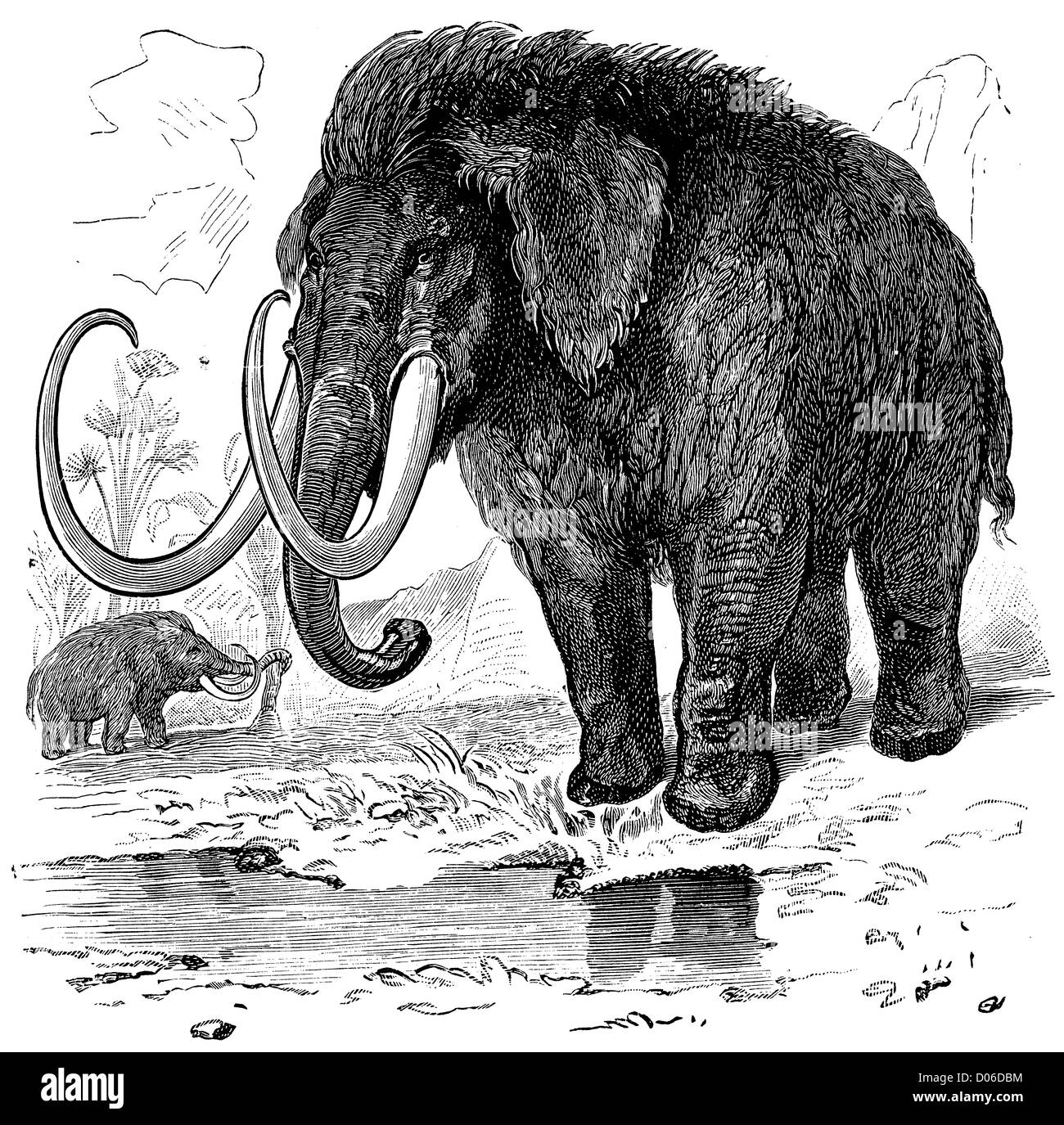 Historisches mammut -Fotos und -Bildmaterial in hoher Auflösung – Alamy