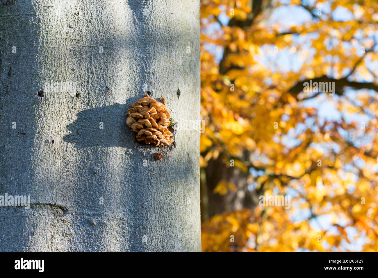Pilzwachstum hoch auf einem Baum mit herbstlichen Farben im Hintergrund Richmond Royal Park South West London Surrey UK Stockfoto