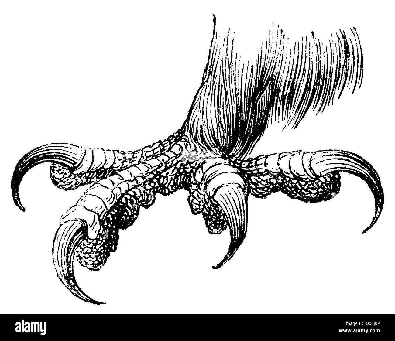 Steinadler: Fuß Stockfoto