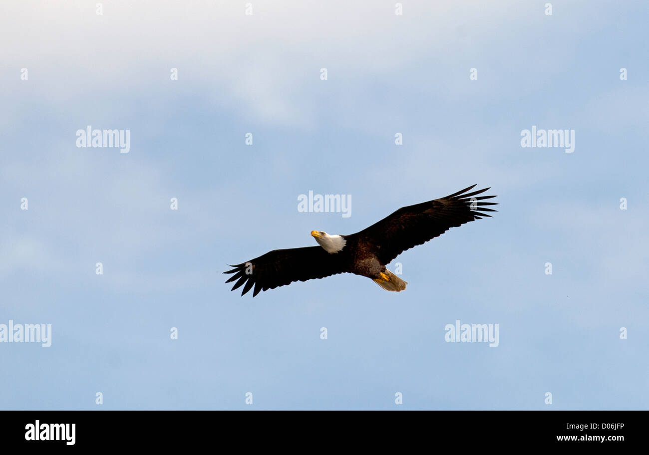 Weißkopfseeadler (Haliaeetus Leucocephalus) SCO 8802 Stockfoto
