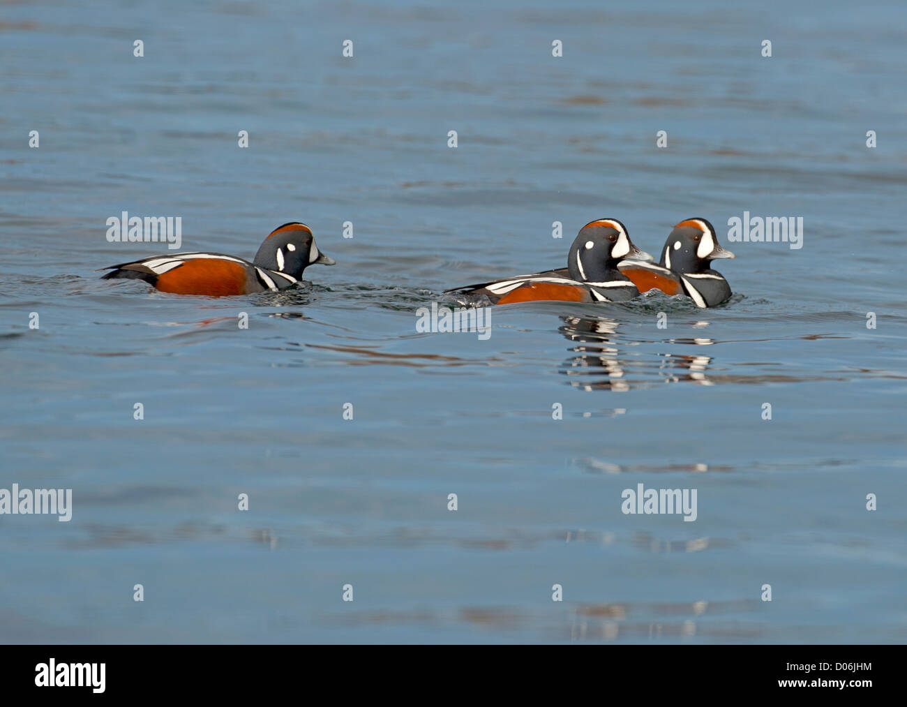 Harlekin Ente (Histrionicus Histrionicus) in Georgien geraden British Columbia Kanada.  SCO 8803 Stockfoto