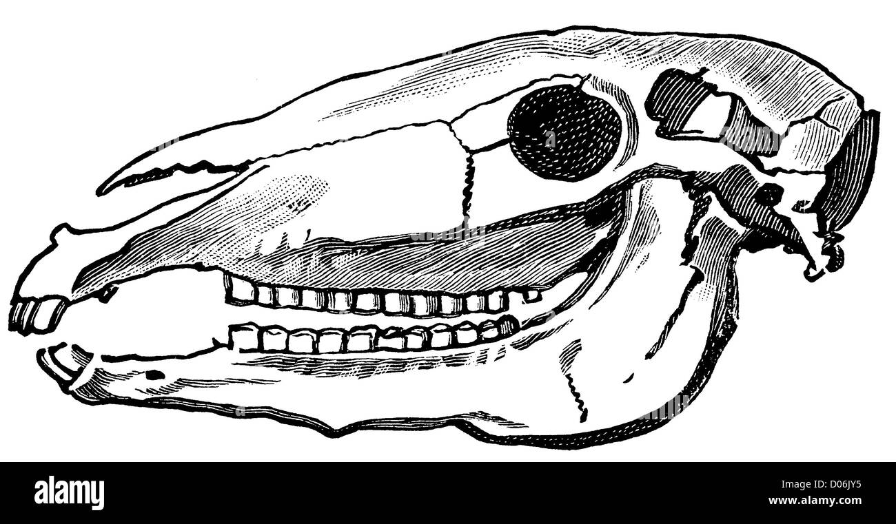 Pferd-Schädel Stockfoto