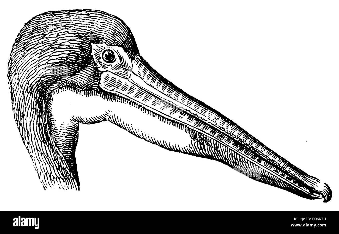 Pelikan: Fuß Stockfoto