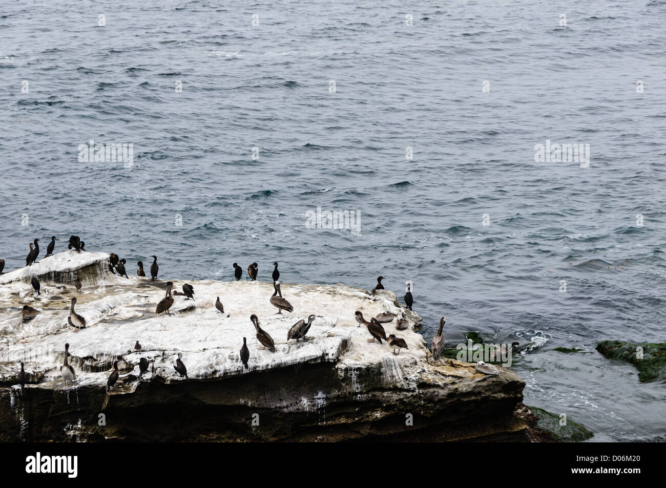 La Jolla, San Diego - Kolonie von Shags, Seevögel auf Felsen, mit schwarzen Pelikane. Stockfoto