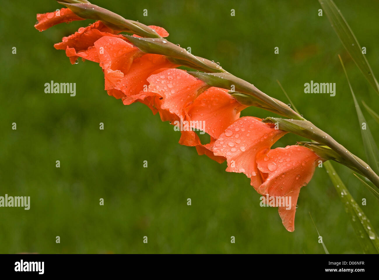 Orange-Gladiolen in voller Blüte. Stockfoto