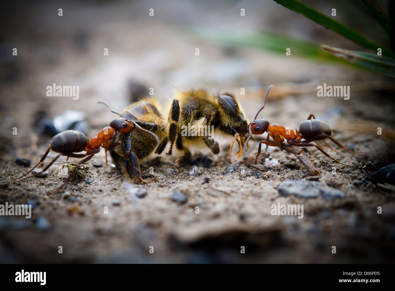 Holz ameisen Ziehen einer toten Biene über den Waldboden. Stockfoto