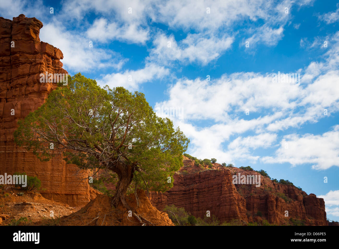 Wacholder im Southprong Bereich der Caprock Canyon State Park, Texas Stockfoto