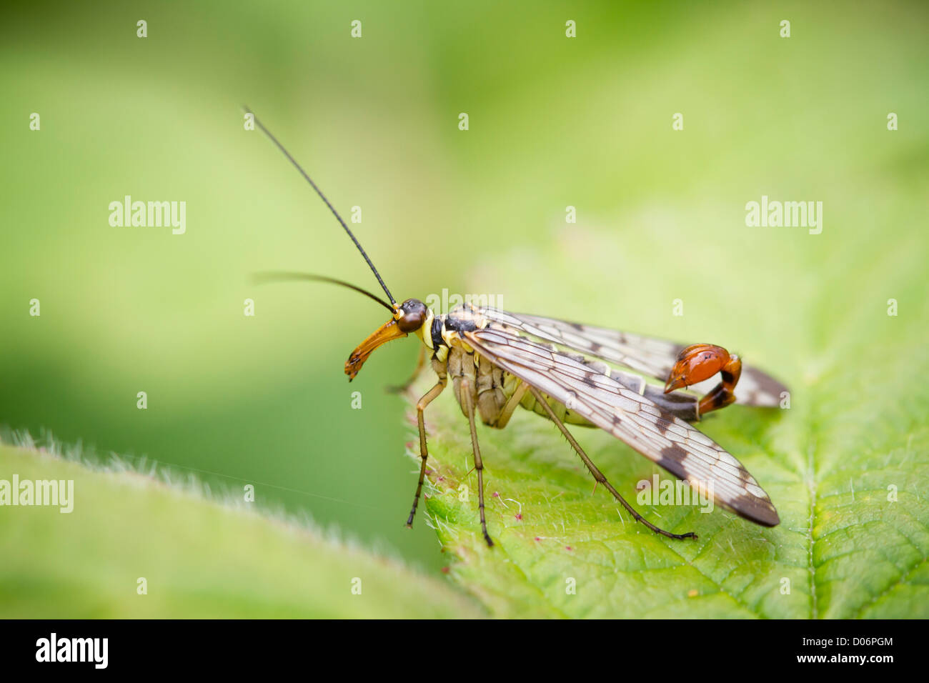 Männliche scorpion Fliegen sitzen auf einem Blatt Stockfoto