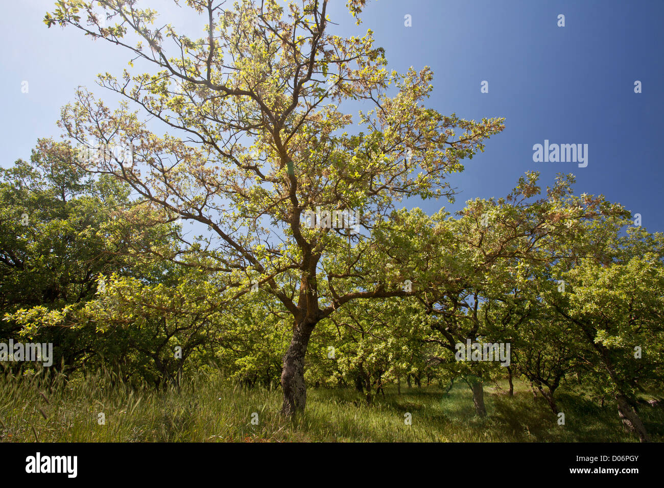 Valonea-Eiche, Quercus Ithaburensis {= Aegilops q oder q Macrolepis) auf Kreta, Griechenland. Stockfoto