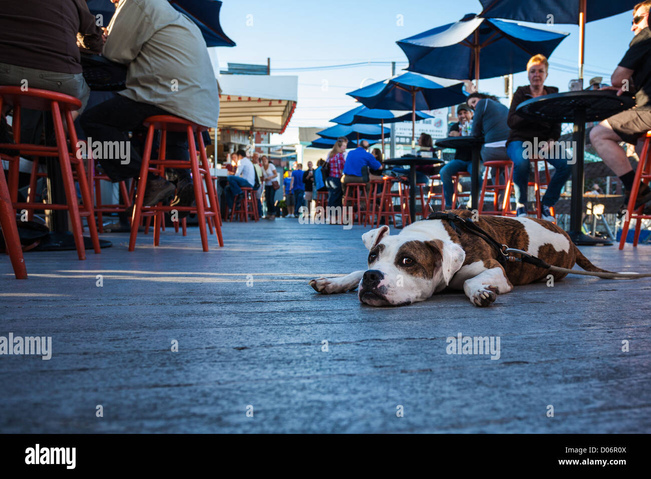 Ein Hund auf dem Boden auf einer Terrasse in Portland, Maine. Stockfoto
