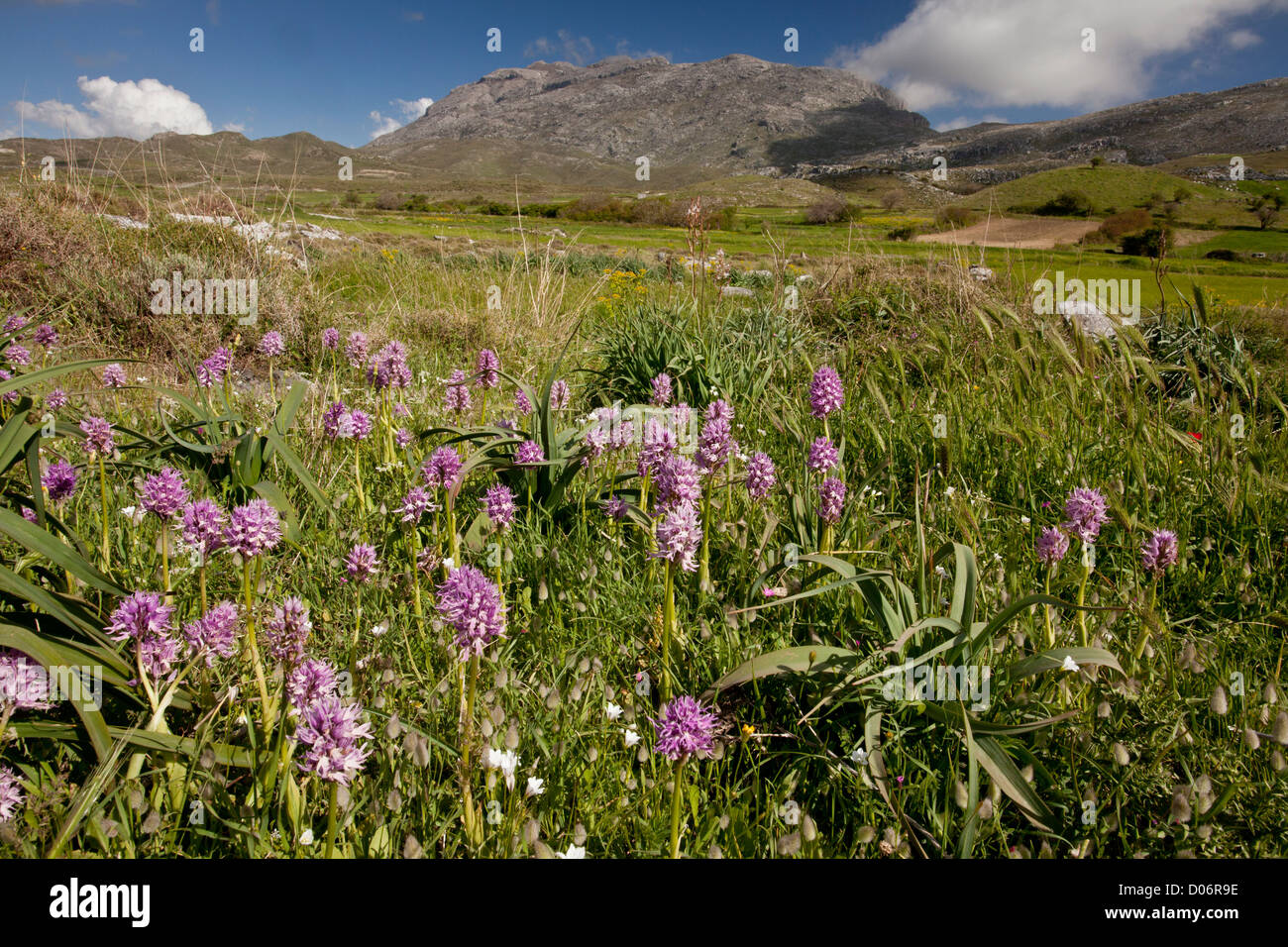 Italienische Orchideen Orchis Italica, auf Gious Kambos Plateau, Zentral-Kreta, Griechenland. Stockfoto