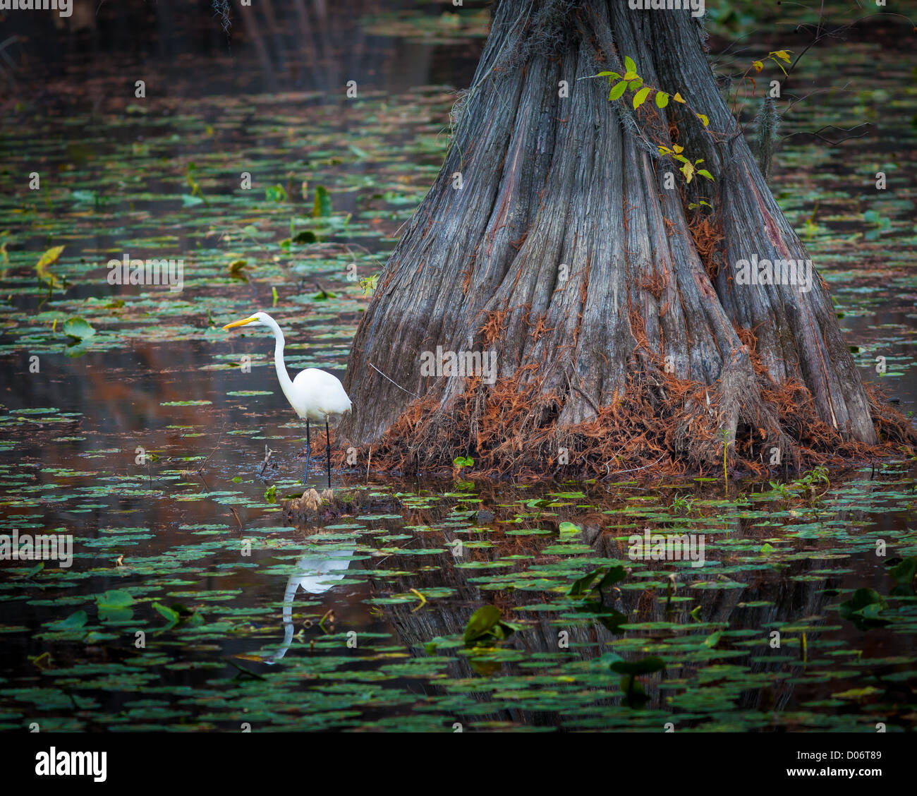 Silberreiher auf Zypresse im Caddo Lake State Park im Osten von Texas Stockfoto