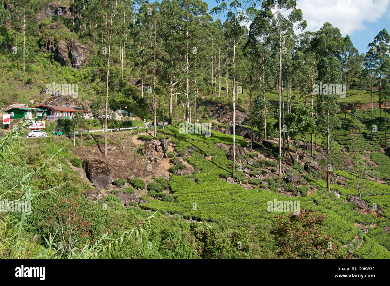 Tee-Terrassen Sri Lanka Stockfoto