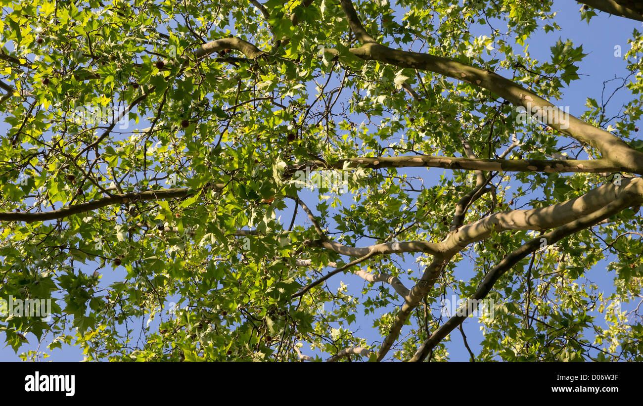 Grüne Blätter und Zweige von einer Platane gegen den blauen Himmel. Stockfoto