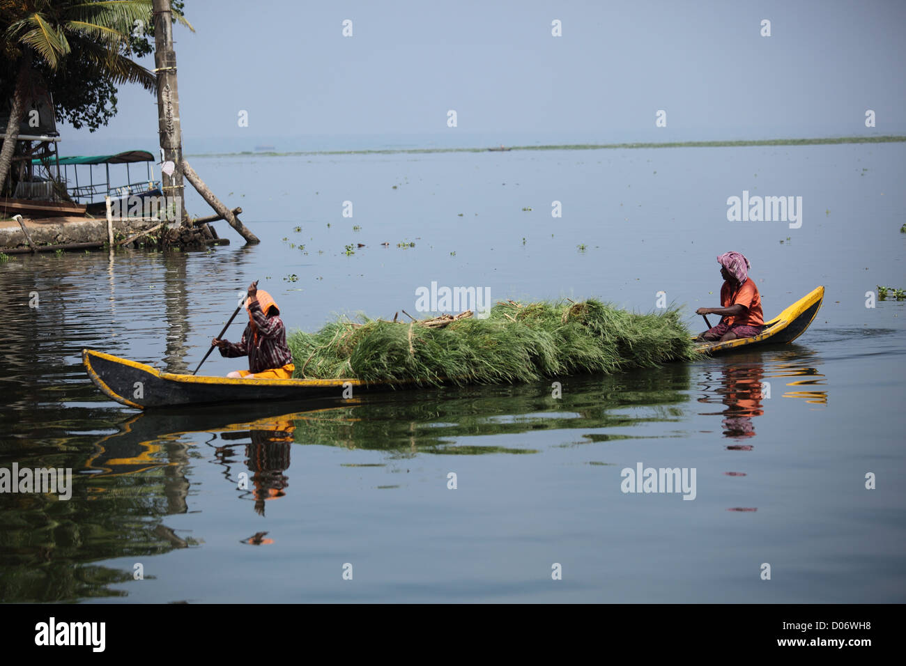 Trauben von Paddy über die hinteren Gewässer in Kerala genommen. Stockfoto