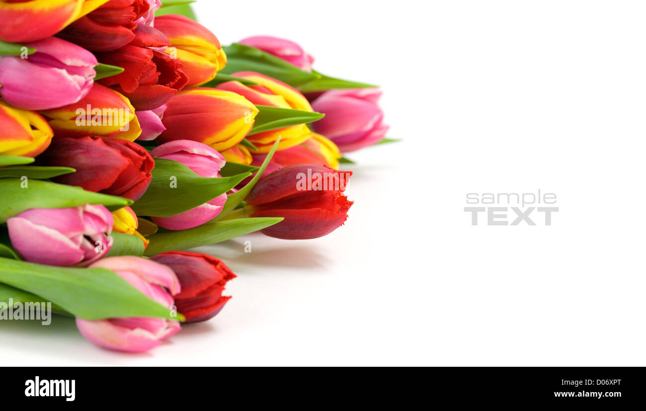 Blumenstrauß aus der frischen Tulpen Stockfoto