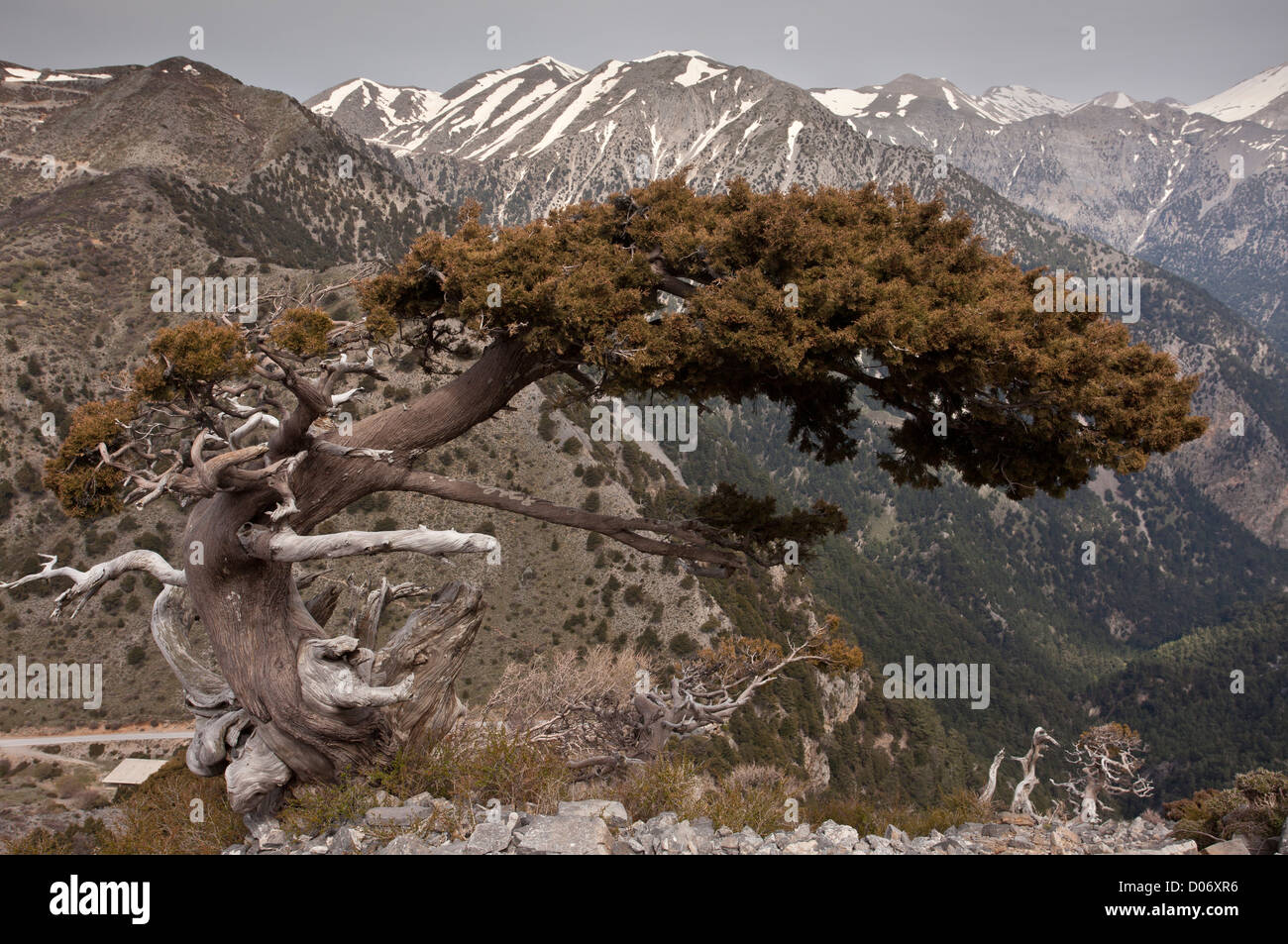 Native alte Zypresse, Cupressus Sempervirens Forma Horizontalis, hoch in den White Mountains, Kreta, Griechenland. Stockfoto
