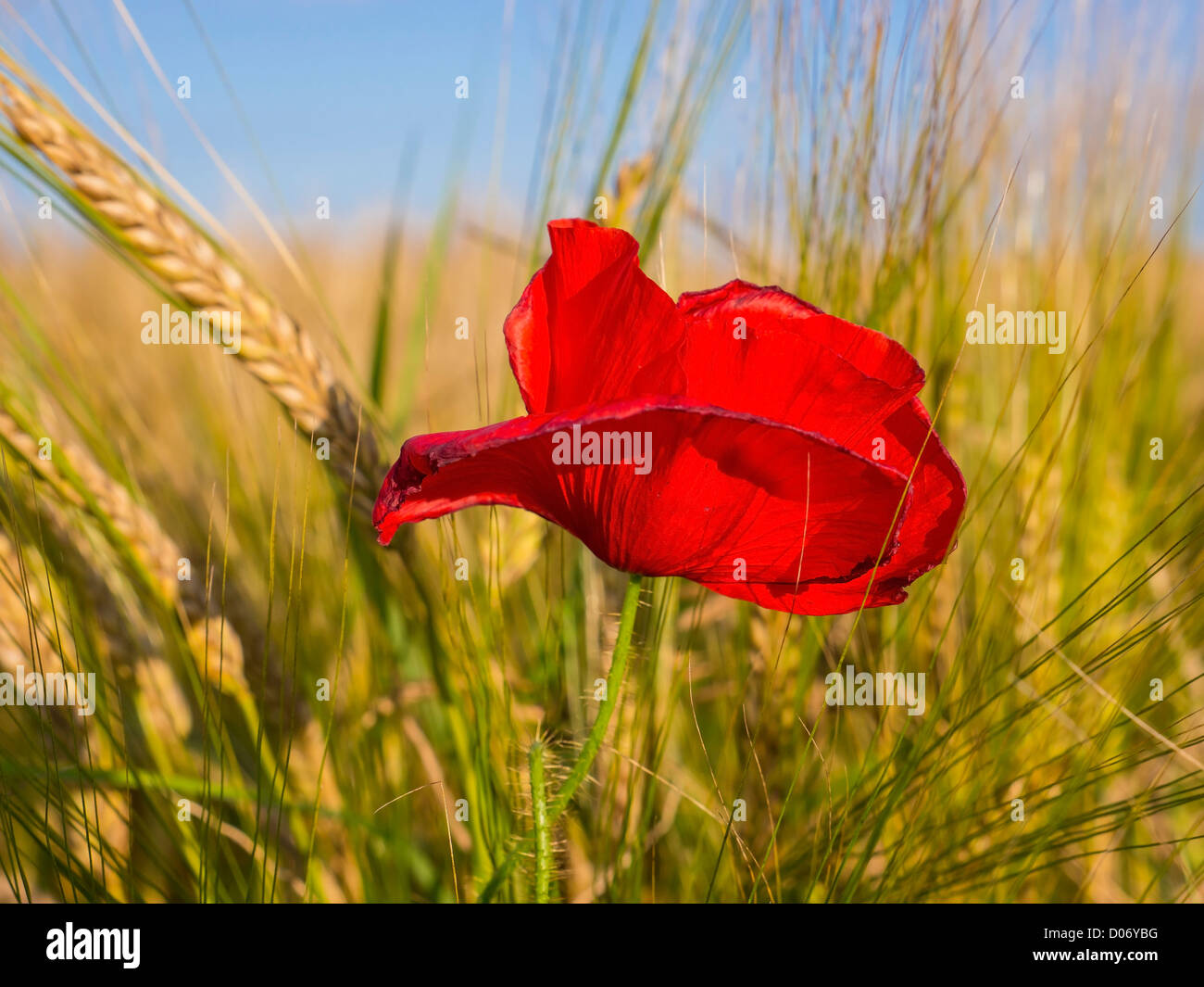 Ein roter Mohn in ein Gerstenfeld in Schottland. Stockfoto