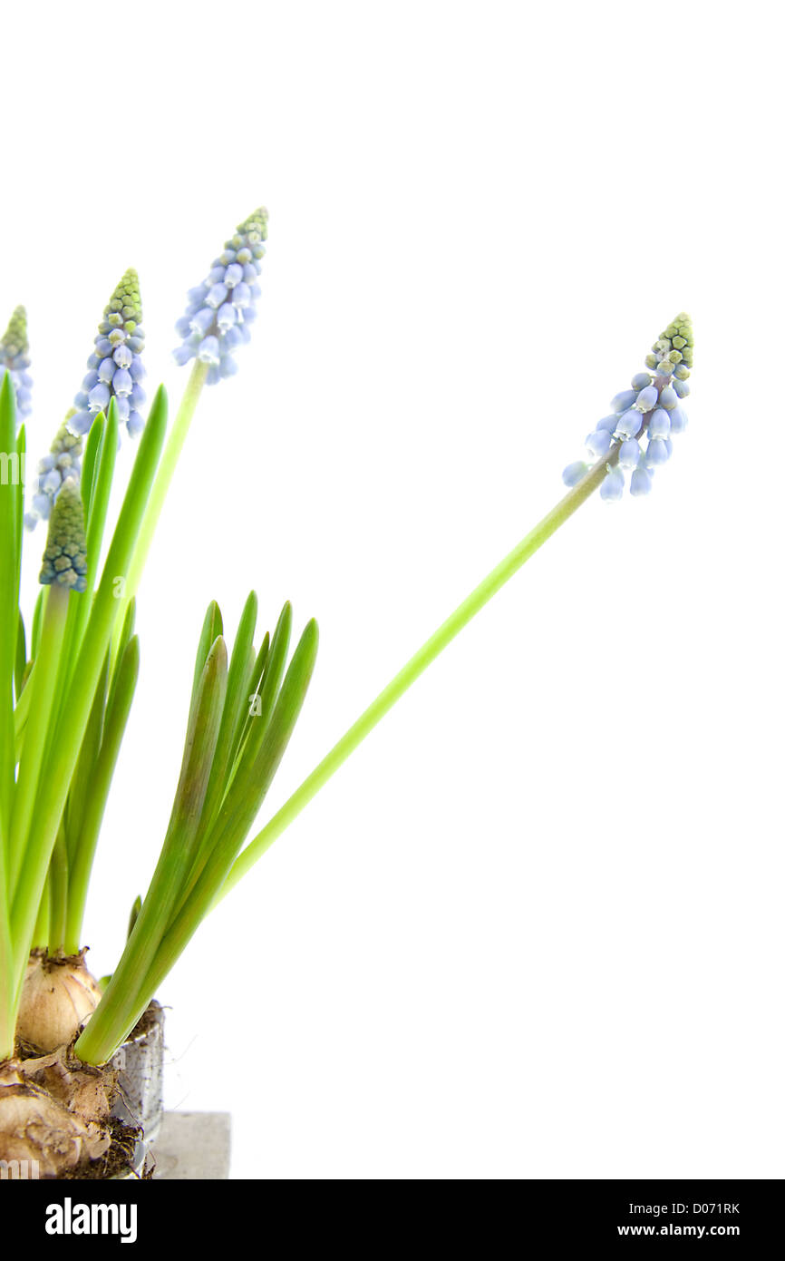 Muscari Botryoides Blumen auch bekannt als blaue Trauben Hyazinthe isoliert auf weißem Hintergrund Stockfoto