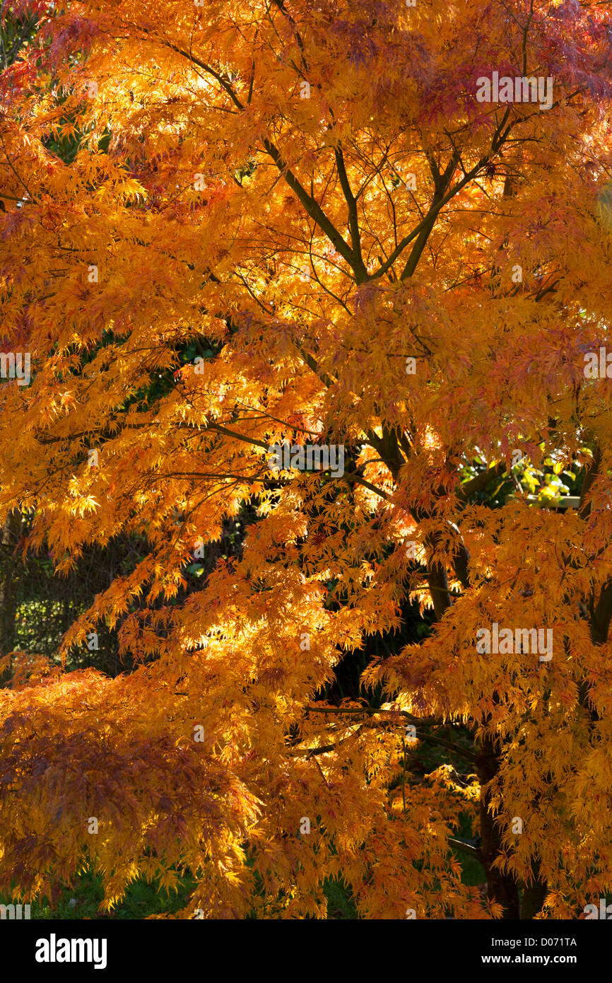 Acer Palmatum Seiryu Dissectum in Herbstfärbung von orange / rot Stockfoto