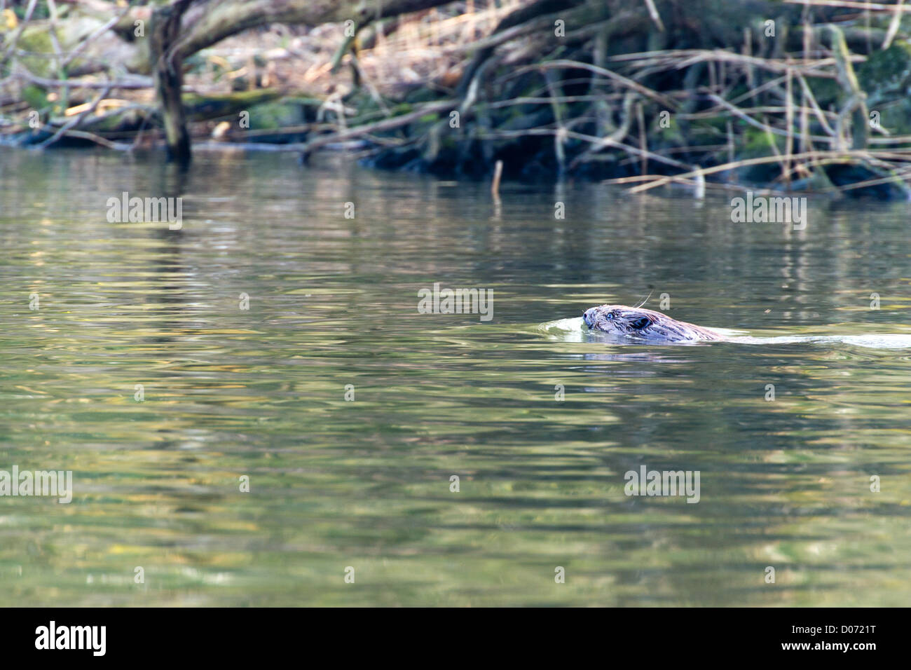 Schwimmen-Biber in holländischen Biesbosch Wasser Stockfoto