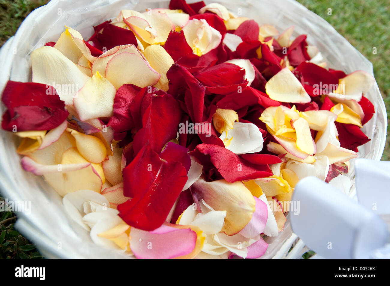 Rosenblüten Hochzeit Konfetti Stockfoto