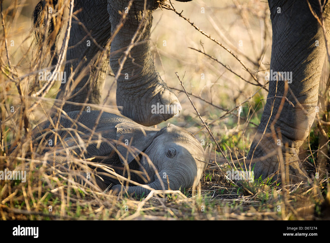 Mutter überspringt Baby afrikanische Elefant Loxodonta Africana. Mikumi Wildreservat. Südlichen Tansania. Afrika Stockfoto