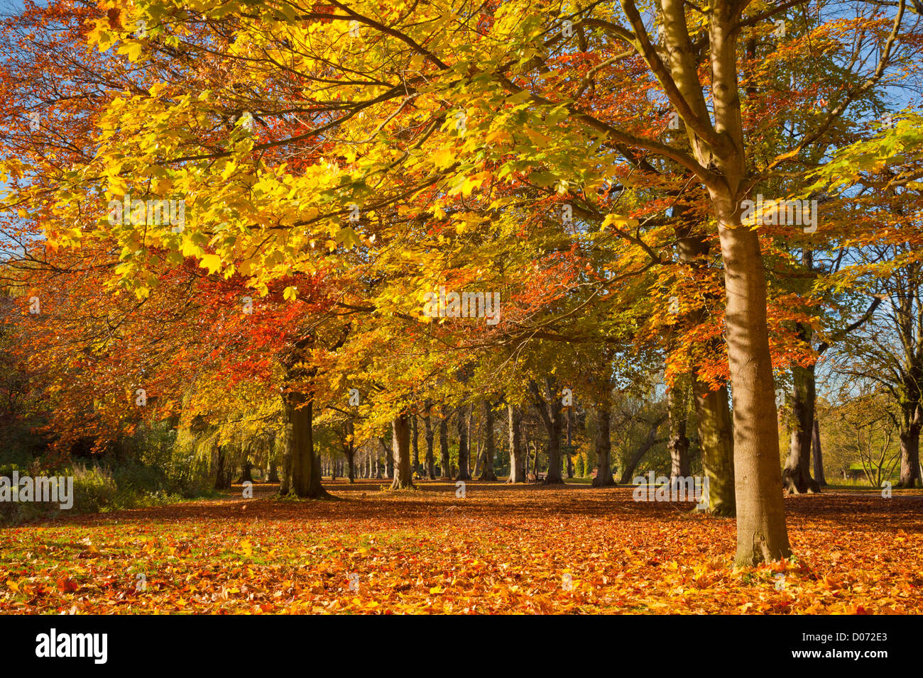 Herbstbaumfarben Herbstfarben Highfields Park University Park, Nottingham, Nottinghamshire England, Großbritannien, Europa Stockfoto