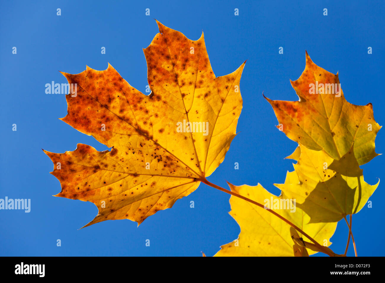Herbst Ahorn Flügel schließen gegen blauen Himmel Stockfoto