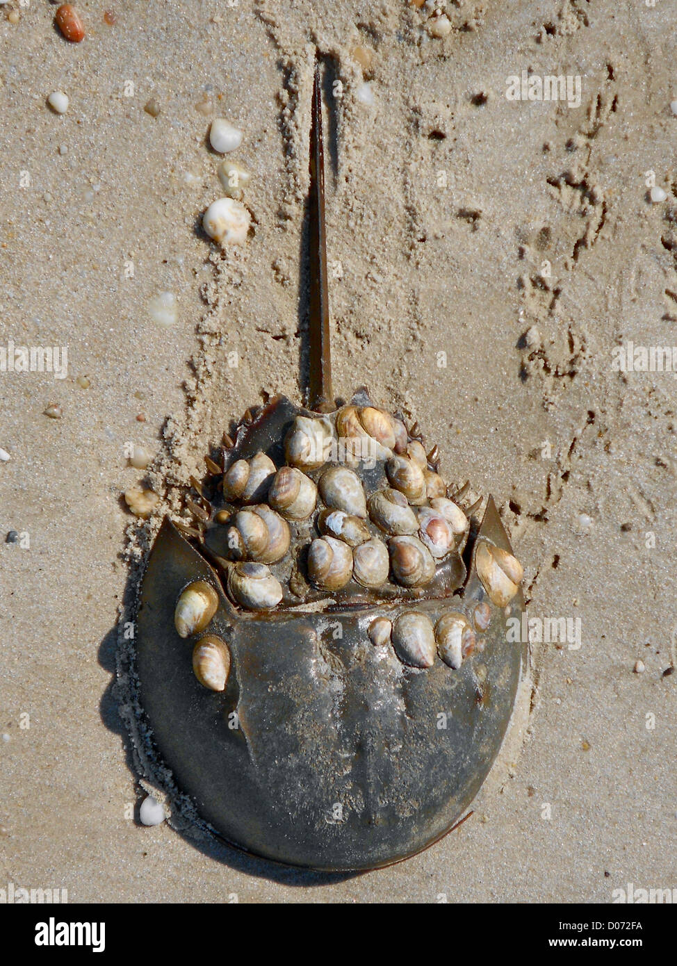 Horseshoe Crab mit Schnecken (Crepidula) an der Schale befestigt. Foto in der Nähe von Villen, New Jersey, Delaware Bay. Krebs war ap Stockfoto