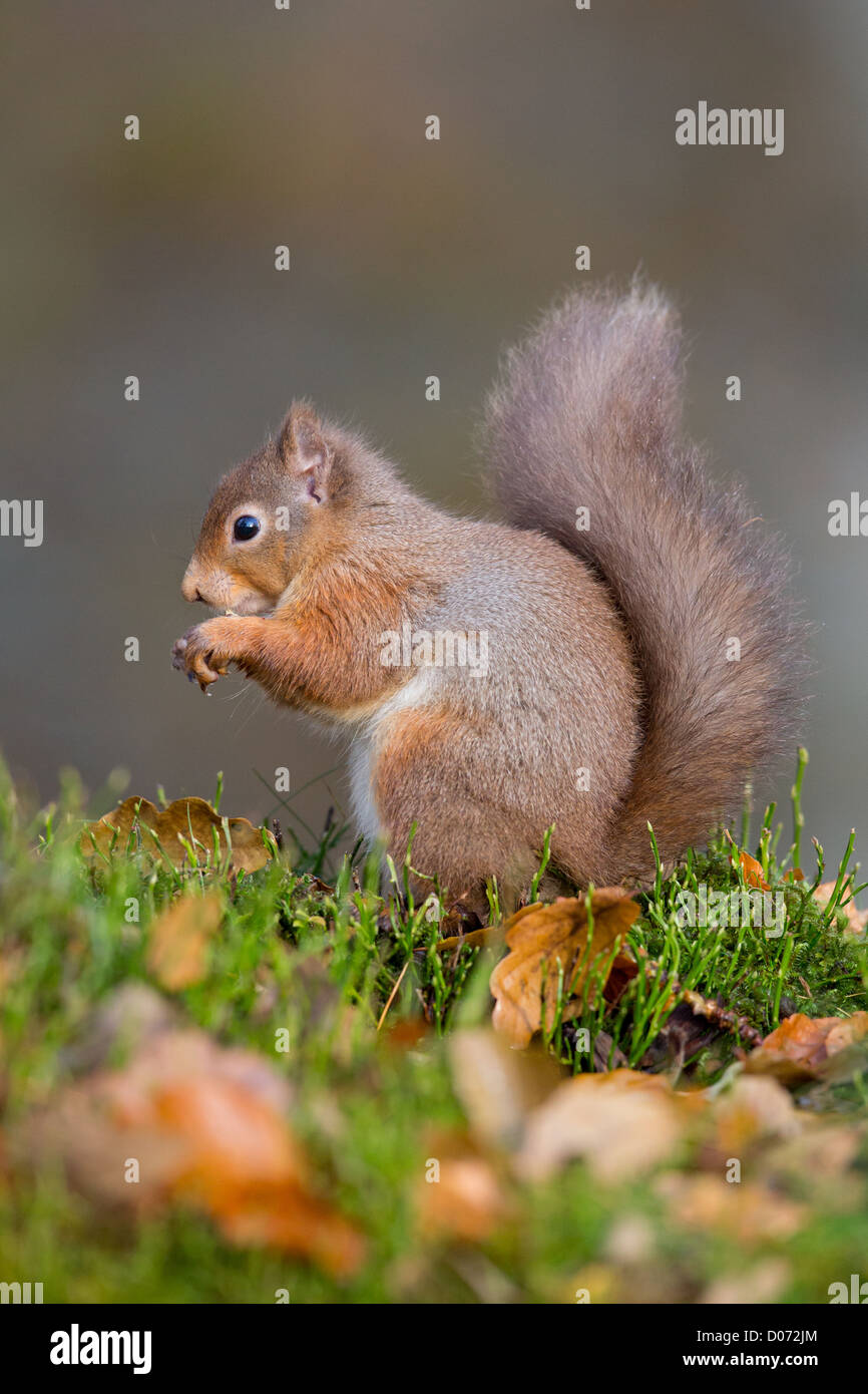 Eichhörnchen Sciurus Vulgaris unter Herbst Blätter Fütterung, Schottland, UK Stockfoto